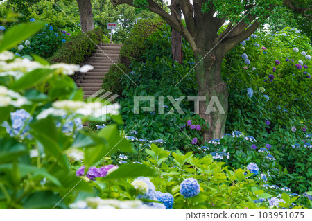 Shokaiji Temple, Hydrangea in full bloom <Inazawa City, Aichi Prefecture> 103951075