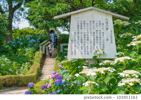 正開寺,繡球花盛開<愛知縣稻澤市> 正開寺,繡球花盛開<愛知縣稻澤市> 103951161