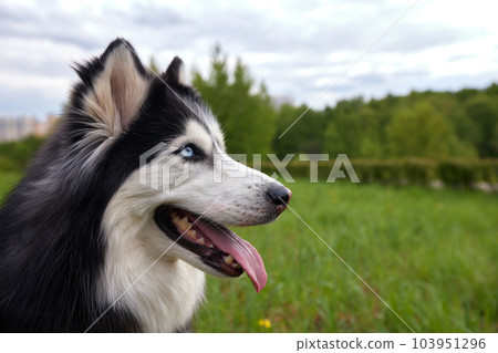 A black and white dog of the Siberian Husky breed lies on a green summer lawn among grass and flowers. The dog is man's friend and companion. 103951296