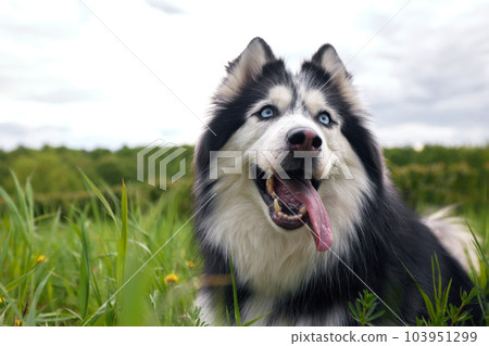 A black and white dog of the Siberian Husky breed lies on a green summer lawn among grass and flowers. The dog is man's friend and companion. 103951299