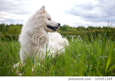 A fluffy white dog of the Samoyed breed lies on a green lawn among grass and flowers. A dog is a pet, friend and companion of a person. A fluffy white dog of the Samoyed breed lies on a green lawn among grass and flowers. A dog is a pet, friend and companion of a person. 103951304