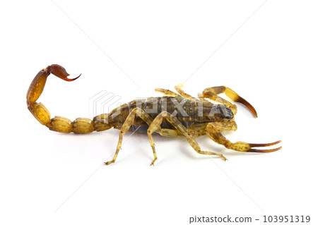 Scorpion (Lychas mucronatus) on white background 103951319