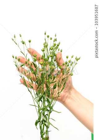 Female hands holding flax plants with bolls on white background 103951687