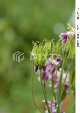Columbine Nora Barlow 103951748