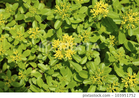 Orange Stonecrop Weihenstephaner Gold Orange Stonecrop Weihenstephaner Gold 103951752