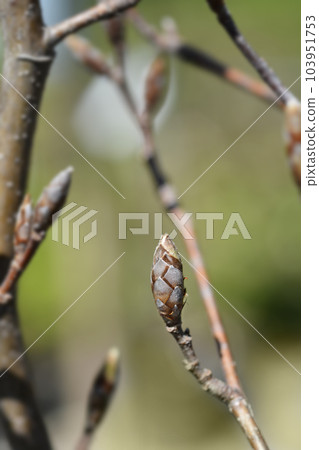 Beech Dawyck Gold 103951753