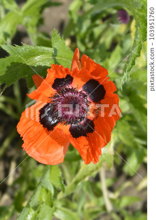 Oriental poppy Feuerriese 103951760
