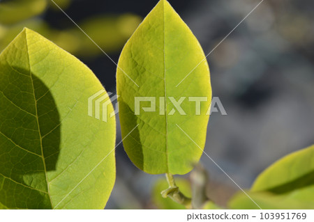Siebolds magnolia 103951769