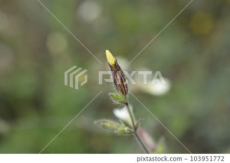White campion 103951772