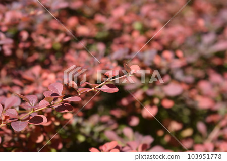 Purple Japanese barberry Purple Japanese barberry 103951778
