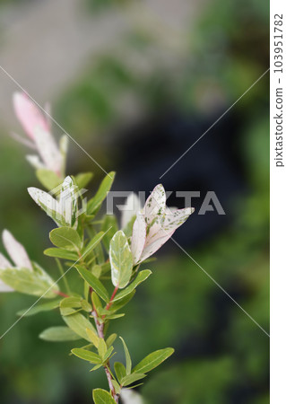 Flamingo Willow Hakuro Nishiki 103951782