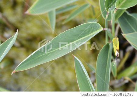 Powdery alligator-flag Powdery alligator-flag 103951783