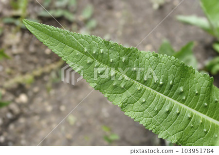 Common teasel Common teasel 103951784