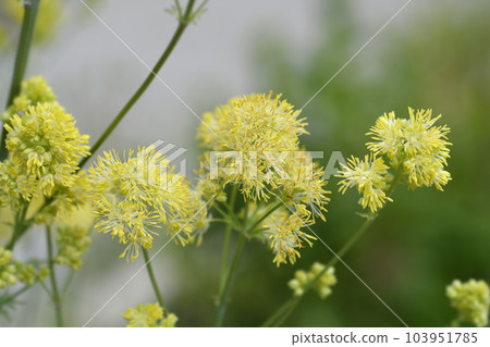 Common meadow rue Common meadow rue 103951785