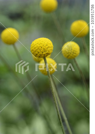 Golden billy-buttons Golden billy-buttons 103951786