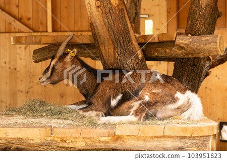 An adult brown goat resting in a barn near the hay An adult brown goat resting in a barn near the hay 103951823