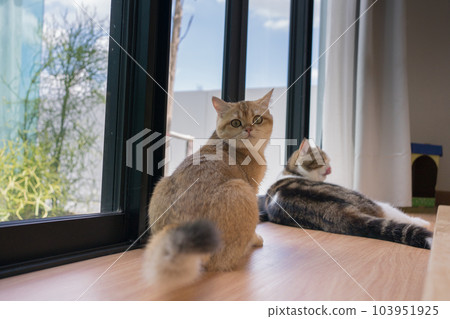 gold british cat kitten and brown tabby scottish cat playing and having fun in living room gold british cat kitten and brown tabby scottish cat playing and having fun in living room 103951925