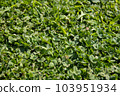 Clover carpet 103951934