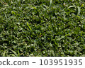 Clover carpet 103951935