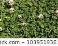 Honeybee and clover 103951936