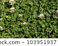 Honeybee and clover 103951937