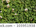 Honeybee and clover 103951938