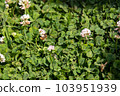 Honeybee and clover 103951939