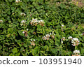 Honeybee and clover 103951940