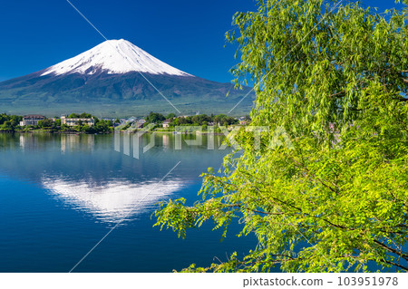 "Yamanashi Prefecture" View of Mt. Fuji and Kawaguchiko Lakeside in early summer 103951978