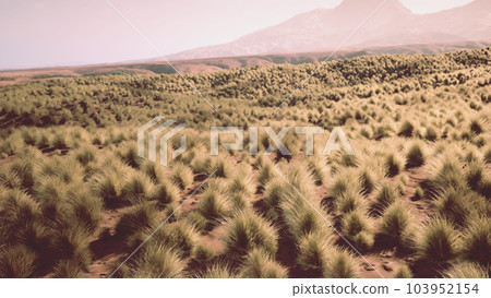 Bush in semi desert large wasteland 103952154