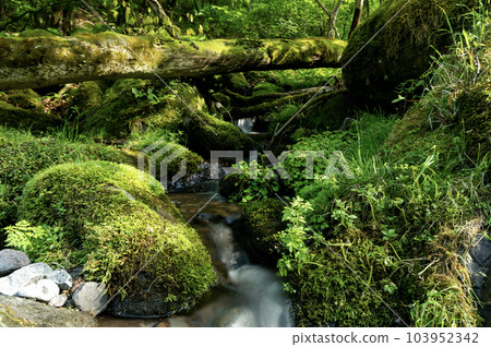 A small stream flowing between moss-covered rocks 103952342