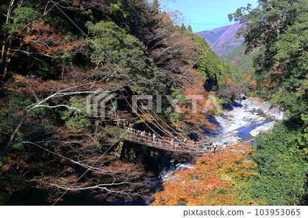 [德島縣]紅葉（祖谷的萬樂橋） 103953065