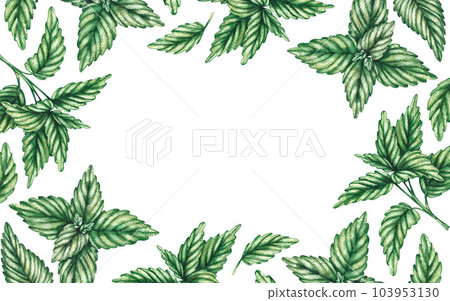 Watercolor mint plant frame 103953130