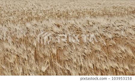 Wheat field (with video) 103953158
