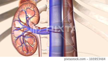 The kidneys help your body by excreting excess sodium into the ureter, where it is flushed away with the urine. 103953484
