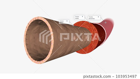 The endothelium is part of the tunica intima, the innermost layer of the artery wall. The endothelium is part of the tunica intima, the innermost layer of the artery wall. 103953497