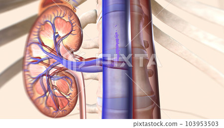 The kidneys help your body by excreting excess sodium into the ureter, where it is flushed away with the urine. 103953503