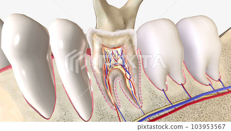 Sensitive teeth is a common dental condition characterized by sharp tooth pain. 103953567
