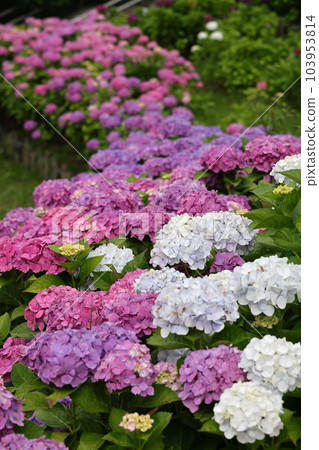 高遠山公園美麗的繡球花 高遠山公園美麗的繡球花 103953814