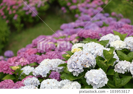 Beautiful hydrangea in Takatoyama Park Beautiful hydrangea in Takatoyama Park 103953817