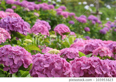 Beautiful hydrangea in Takatoyama Park 103953823