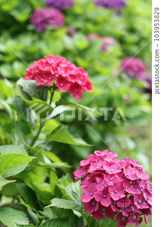 高遠山公園美麗的繡球花 高遠山公園美麗的繡球花 103953829