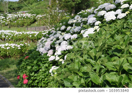 Beautiful hydrangea in Takatoyama Park Beautiful hydrangea in Takatoyama Park 103953840