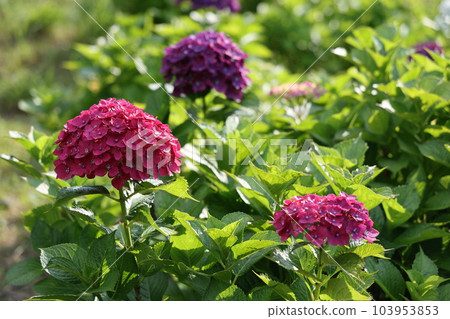 Beautiful hydrangea in Takatoyama Park Beautiful hydrangea in Takatoyama Park 103953853