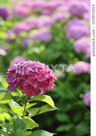 高遠山公園美麗的繡球花 103953854