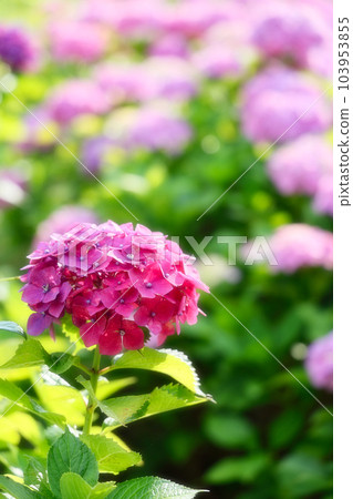 Beautiful hydrangea in Takatoyama Park Beautiful hydrangea in Takatoyama Park 103953855