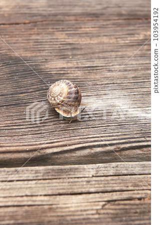 A snail on wooden board. out-of-focus background A snail on wooden board. out-of-focus background 103954192