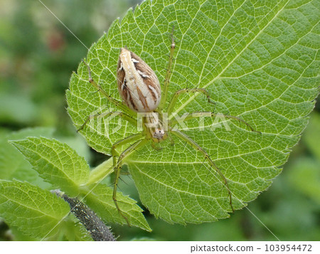 A slender and beautiful lynx spider with distinctive hair on its legs. 103954472