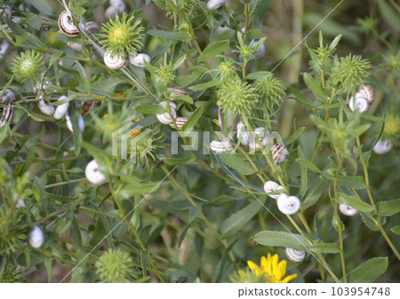 many small snails with striped shells rest on the leaves and stems of plants many small snails with striped shells rest on the leaves and stems of plants 103954748