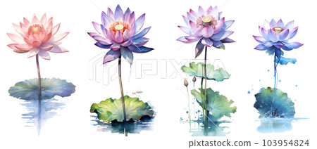 Watercolor painting in botanical style of lotus flowers clip art Watercolor painting in botanical style of lotus flowers clip art 103954824